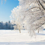 Snow And Trees