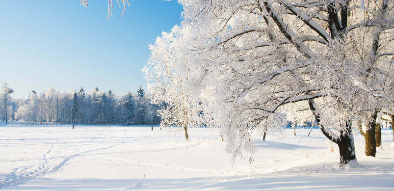 Snow And Trees