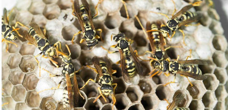 Wasp Nest With Wasps