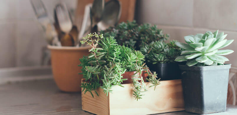 Plant Pots And Cutlery