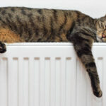 Cat Sleeping On Radiator