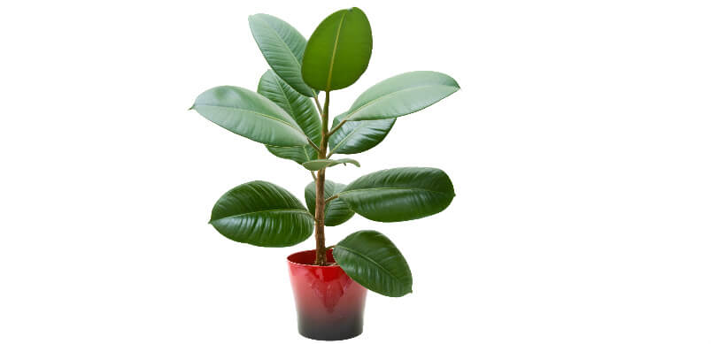 Rubber Plant