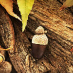 Autumn Acorn Leaves And Bark