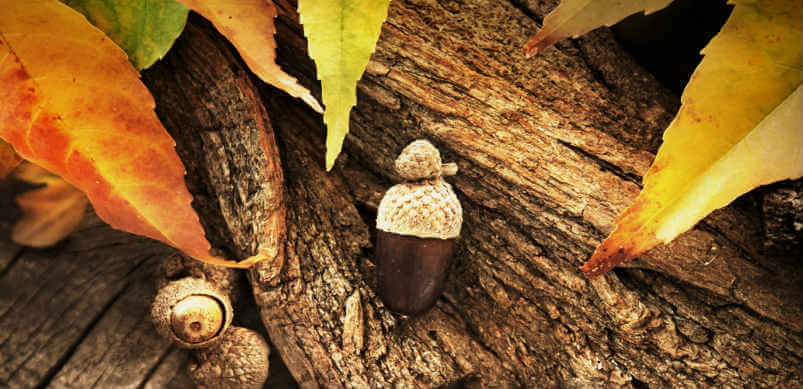 Autumn Acorn Leaves And Bark