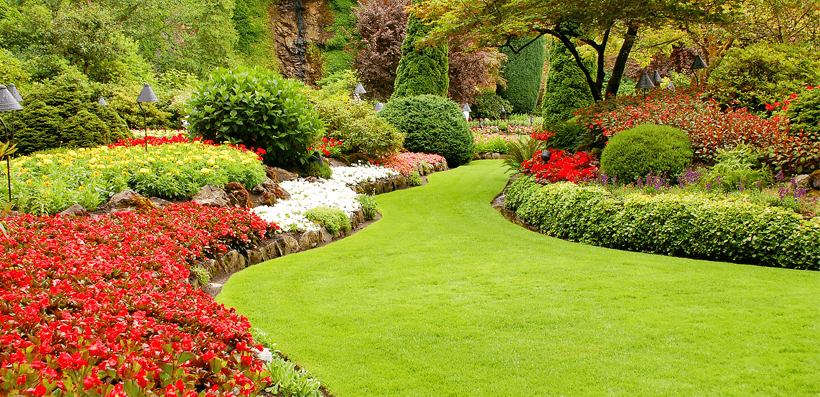 3 Key Steps to Help You Achieve a Beautiful Lawn