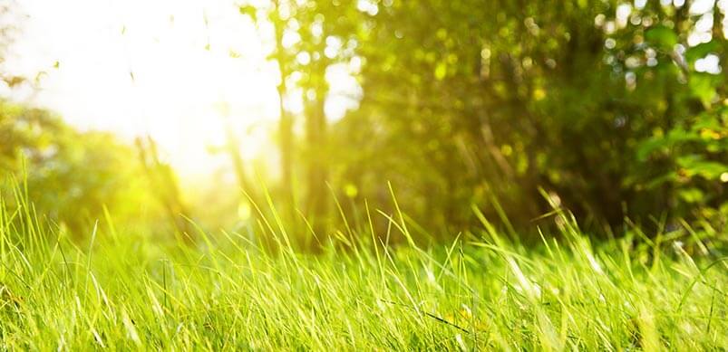 Long Grass In Sunshine