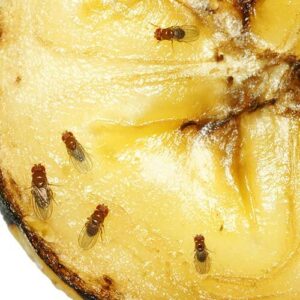 Summer Pests: Fruit Flies On Fruit