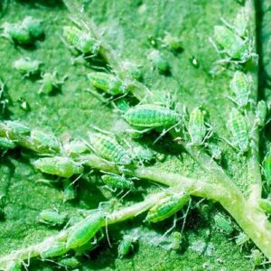 Greenfly Underneath Leaf