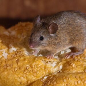 Mouse On Sesame Seed Bread