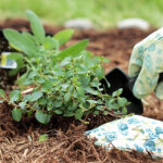 Planting Herbs In Garden