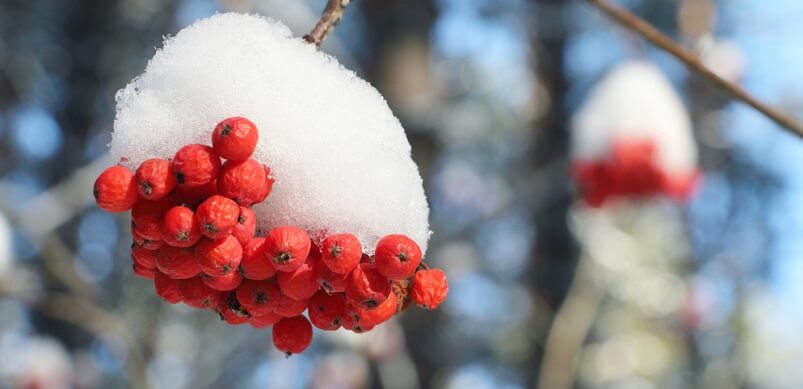 Berries and Frost