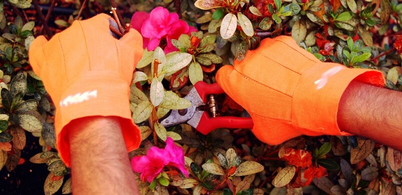 Autumn Bush Getting Pruned