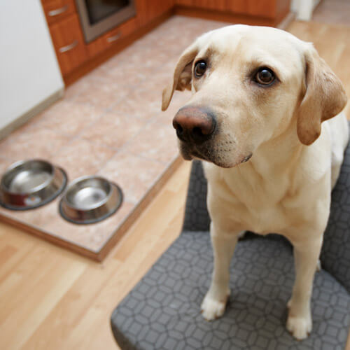 Dog With Empty Food Bowls