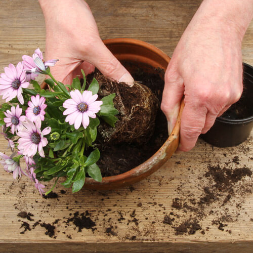 Hands Potting A Plant On A Bench