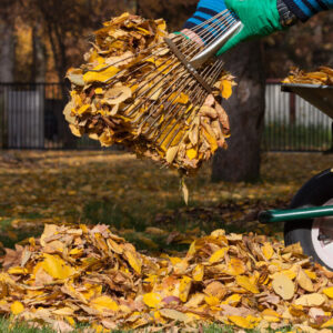 Raking Up Garden Leaves