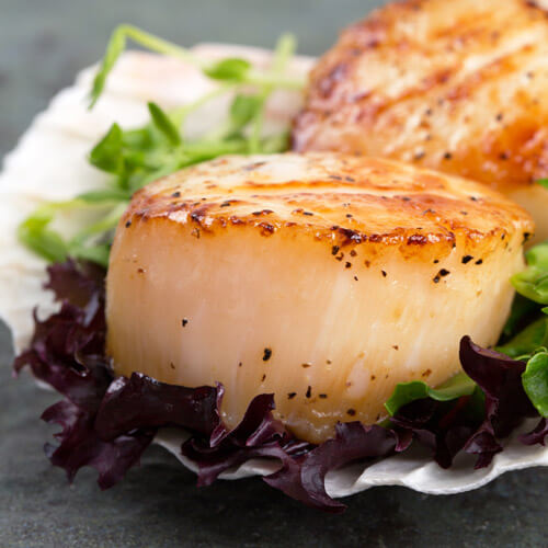 Large Plump Seared Scallops