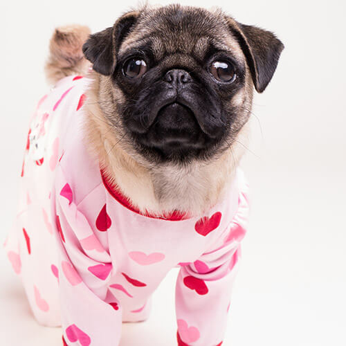 Pug Wearing Heart Onesie