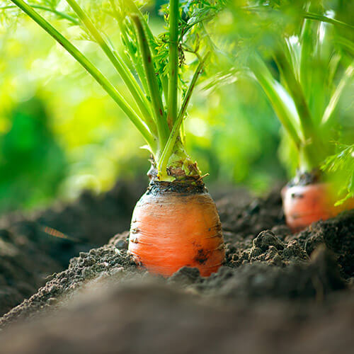 Carrots Growing In Ground