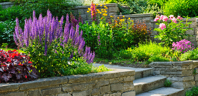 English Garden In Sunshine