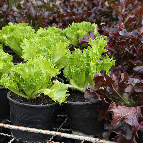 Homegrown Lettuce In Pots