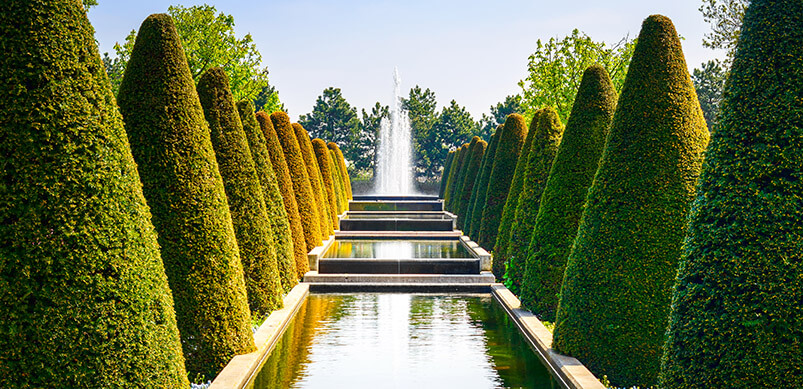 Manicured Hedges In A Row