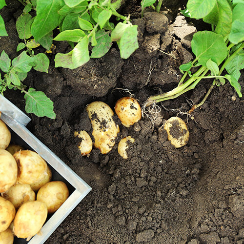 Potatoes Growing In Ground