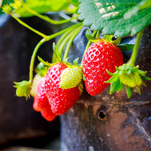 Strawberries Growing In Pot