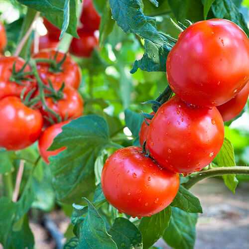 Tomato Plants In Garden