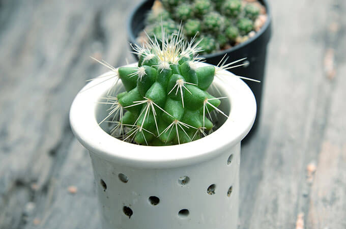 Cactus In Decorated Pot