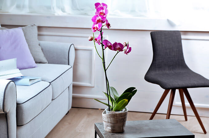 Lilac Orchid In Pot On Table