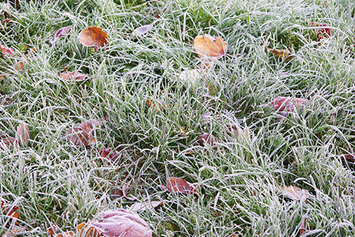 Frosty Grass And Leaves