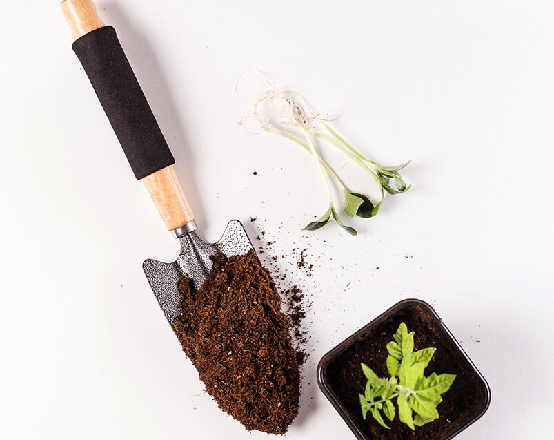 Young Tomato Seedling And Trowel