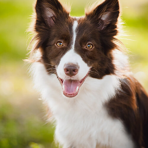 Dog In Summer Weather