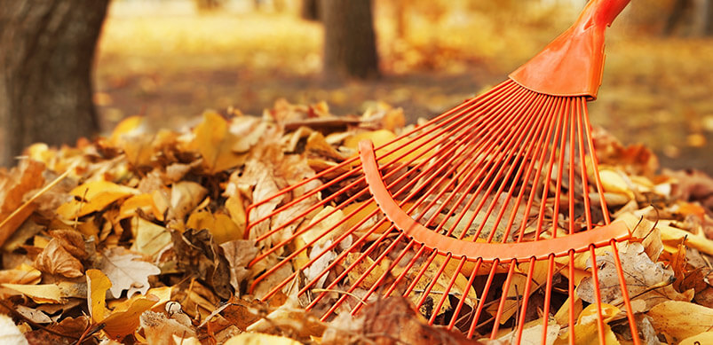 Autumn Leaves And Rake