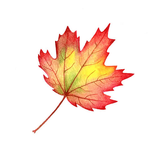 Red Autumn Leaf Illustration