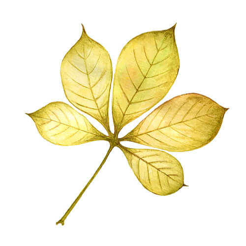 Yellow Illustration Of Leaves