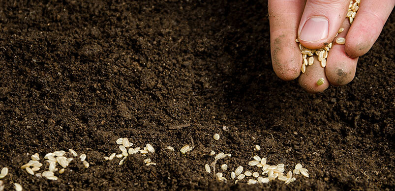 Hand Scattering Plant Seeds On Soil