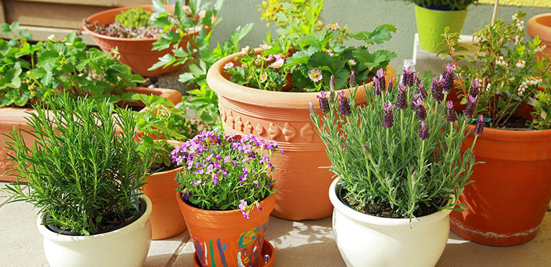 Terrace Garden With Potted Plants