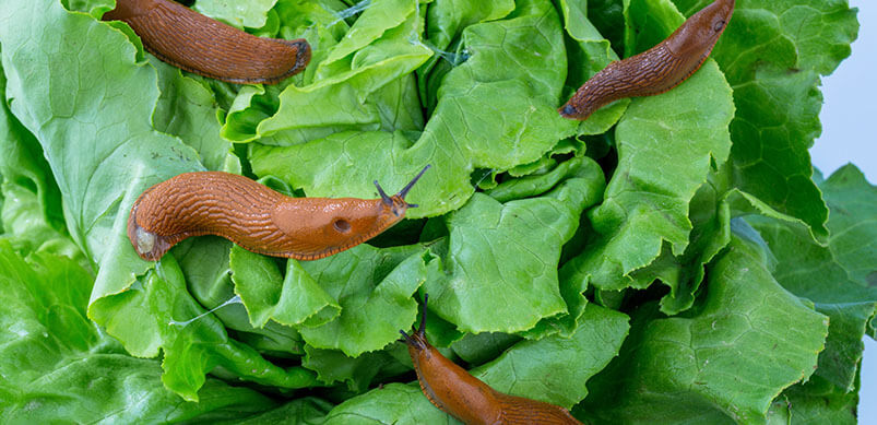 Slugs Crawling On Green Leaves