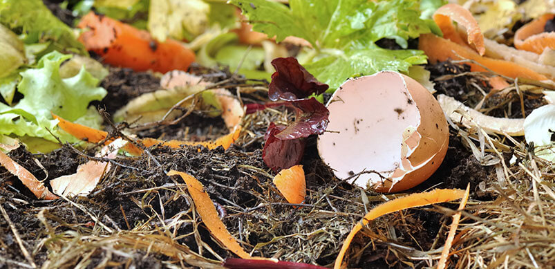 Egg Shells And Food Waste In Soil