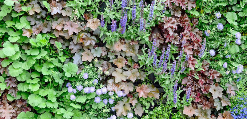 Living Wall In Garden With Colourful Flowers