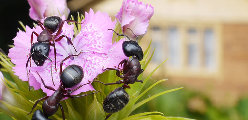 Close-up Of Ants On Flowers