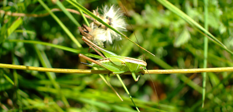 Grasshopper on Leaves