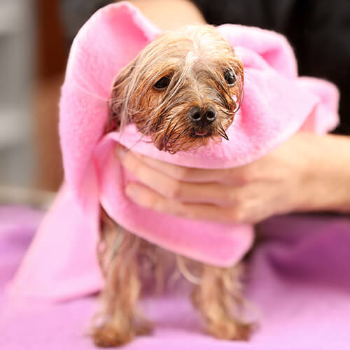 Dog Being Dried With Towel