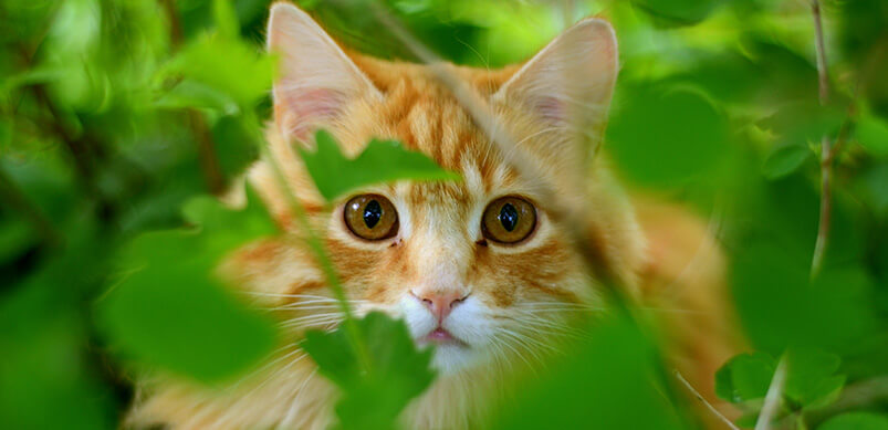 Ginger Cat Hiding in Garden Bushes