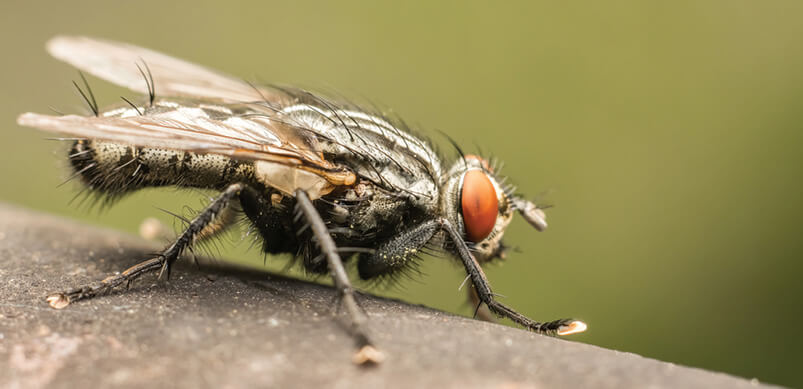 Close Up of Fly