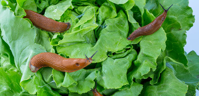 Slugs On Green Plants