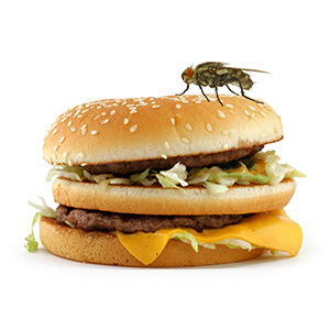 Fly On Top Of Burger