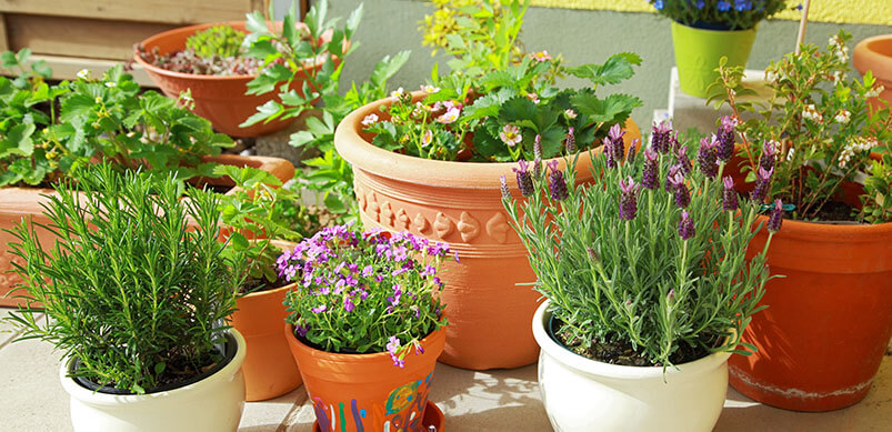 Potted Plants On Terrace