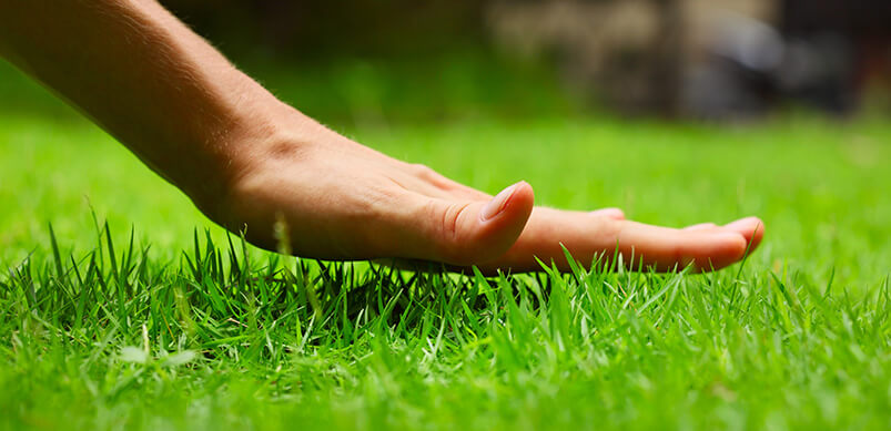 Hand Above Long, Green Grass